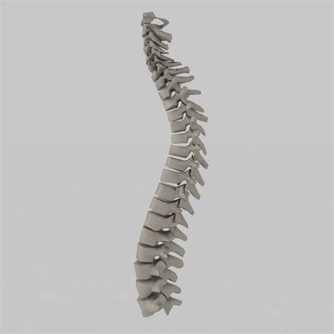 Spine 3d model