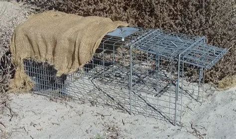 How to Set a Coyote Cage Trap