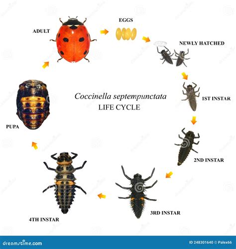 Stages Of The Ladybug Life Cycle | Adult Ladybug Royalty-Free Stock ...