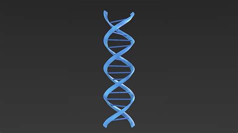 DNA helix 3D model | CGTrader