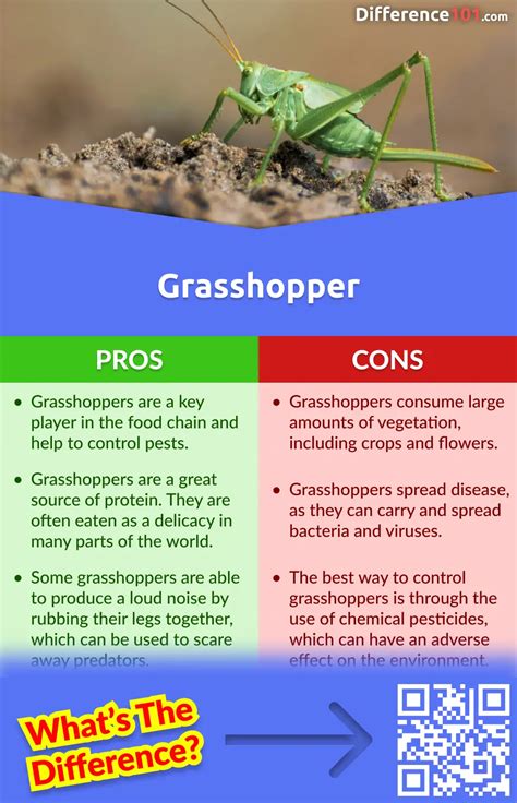 Locust Grasshopper: Key Differences, Pros Cons,, 49% OFF