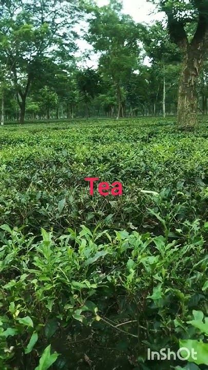 At Sukna tea garden#new chumta#teagarden#naturelover#sharelove#plant# ...