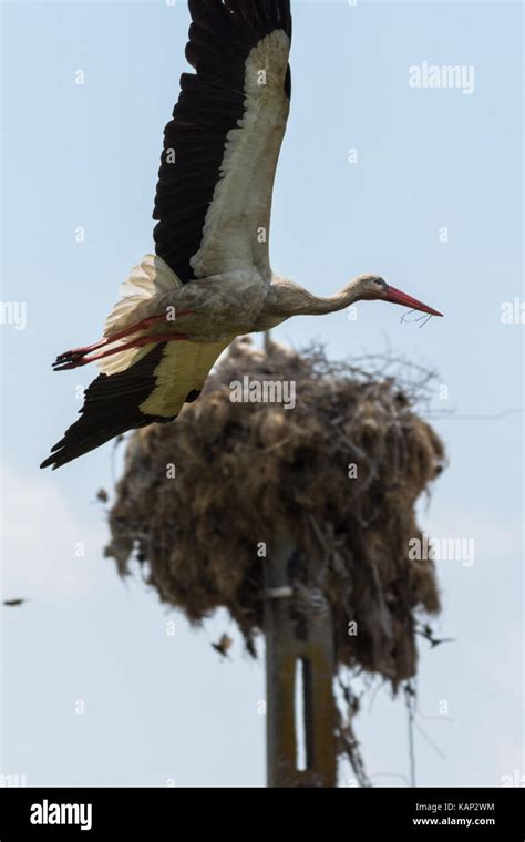 White stork feeding her family Stock Photo - Alamy