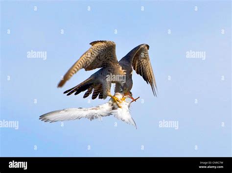 peregrine falcon (Falco peregrinus), hunting young tern, Norway Stock ...