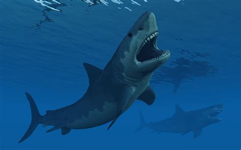 11 Fakten über Megalodon, den prähistorischen Riesenhai