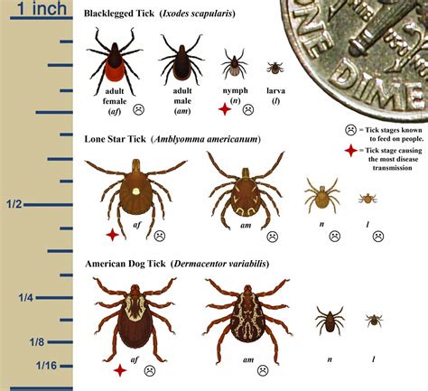 Common Parasites in Dogs and Their Warning Signs – Amazing Doggies