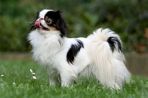 Japanese Chin Dog Breed Information and Characteristics