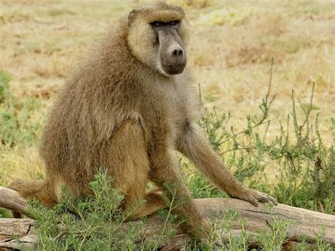 Yellow Baboon, Papio cynocephalus | New England Primate Conservancy