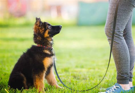 Large dog training: Start training early, establish a routine