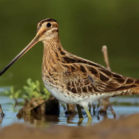 Hunting Snipe In Alabama: A Thrilling Expedition! – Goenthusiast