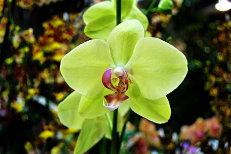 Green Orchid | Orchids, Green orchid, Planting flowers