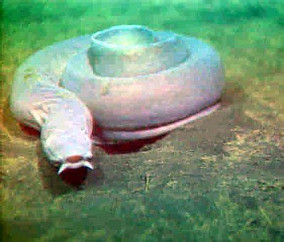 Pacific Hagfish Habitat