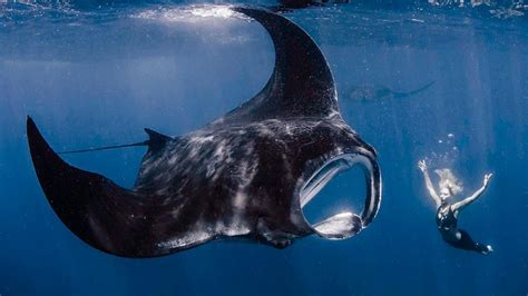 Different types of rays: How to tell them apart | Citrus Reef