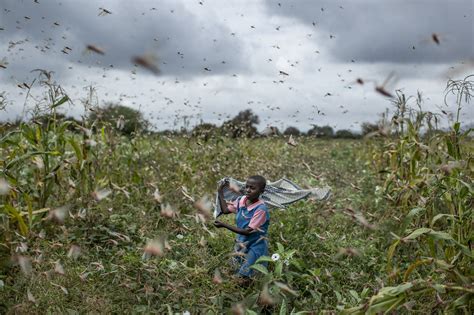 'This is huge': Locust swarms destroy crops in East Africa