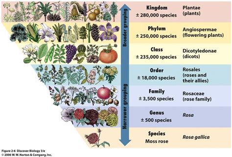 the plant life cycle is shown in this diagram, which shows different ...