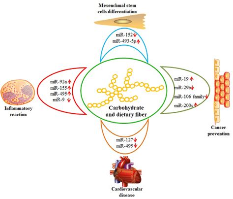 The function of carbohydrate and dietary fiber on modulating health via ...