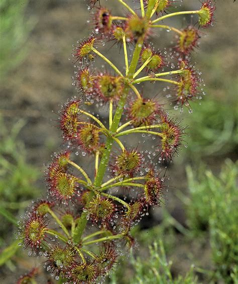 Flower Gallery :: Droseraceae :: 751_21