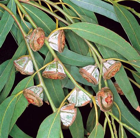 Eucalyptus globulus - Monaco Nature Encyclopedia