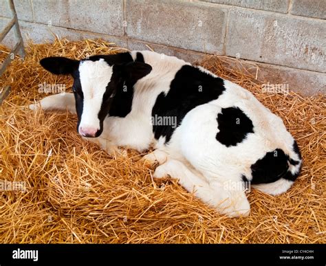 New born cows hi-res stock photography and images - Alamy