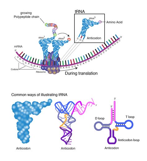 Transfer RNA (tRNA)