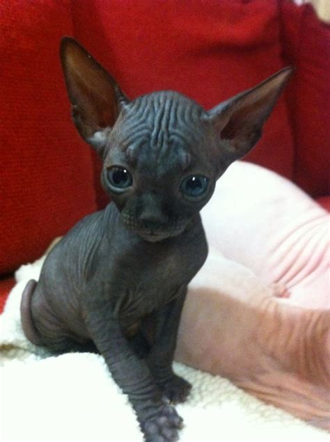 10 Best Sphynx Cat Names