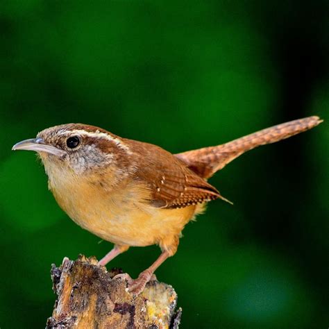 Small garden birds UK guide: from Blue Tits to Robins - Bird Barn