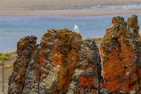 Gyrfalcon (Falco rusticolus). A white gyrfalcon sits on a rock near the ...