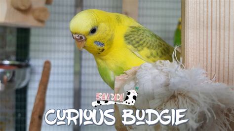 Curious Yellow Budgie | Bravo Dada! - YouTube