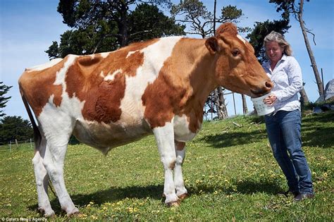 Big Moo may be world's largest cow at 14-foot-long and 190cm tall ...