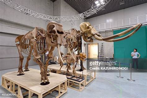 35 Palaeoloxodon Stock Photos, High-Res Pictures, and Images - Getty Images