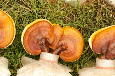 Lingzhi Mushrooms, Ganoderma Lucidum Plant Stock Photo - Image of farm ...