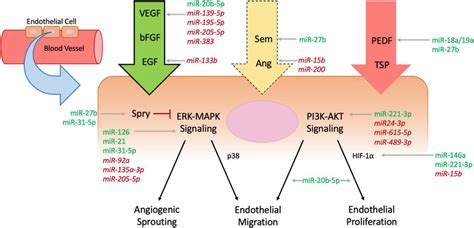 Mechanisms of angiogenesis affected by microRNAs. Endothelial cells ...