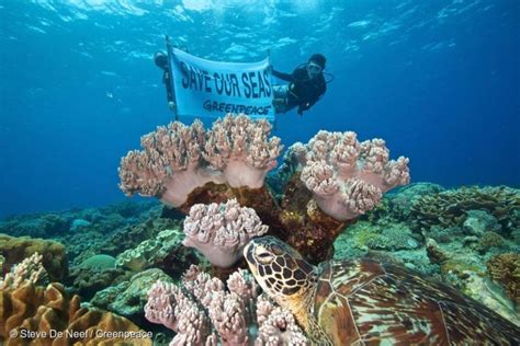 Reef Investigation in Apo Island - Greenpeace USA