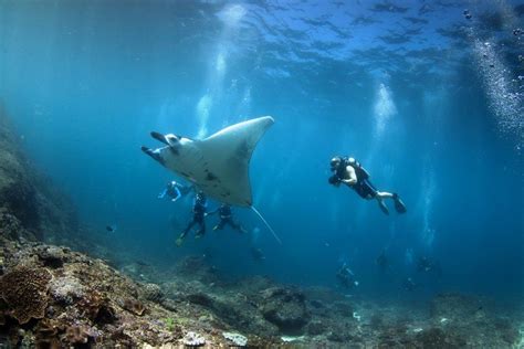 My Bali Today - Manta Rays - Diving Indo