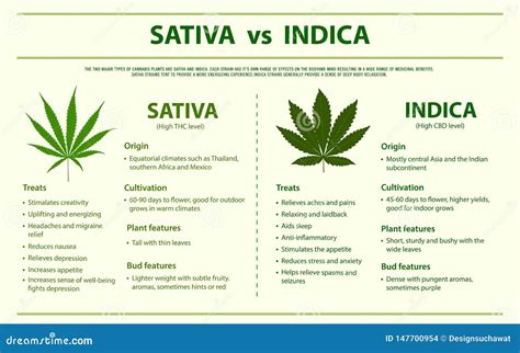 Sativa Vs Indica Horizontal Infographic Stock Illustration ...