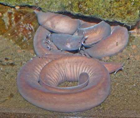 Pacific Hagfish Habitat