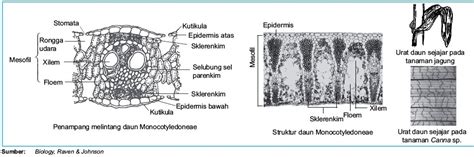 Struktur Jaringan Penyusun Daun Monokotil