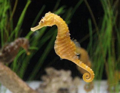 Seahorse Facts for Kids | Seahorses | Why Are Sea Horses Unique