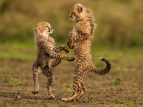 🔥 Cheetah Cubs playing in Tanzania 🔥 credit, Frans Lanting : r ...