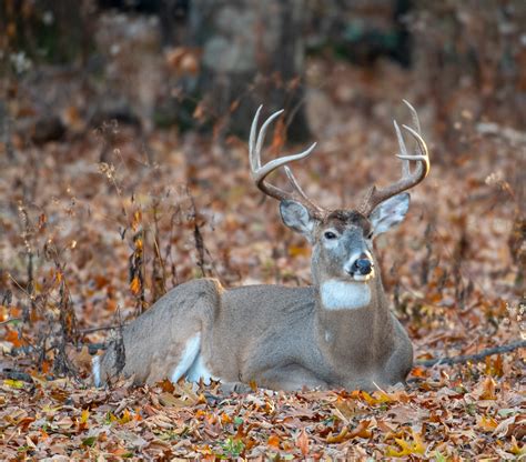 Deer Habitat Zones, and How to Use These Necessities for Hunting ...