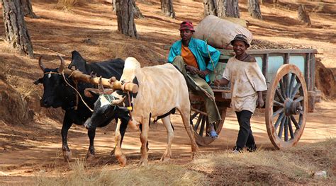 10 choses à savoir sur la culture de Madagascar | Madagascar Autrement