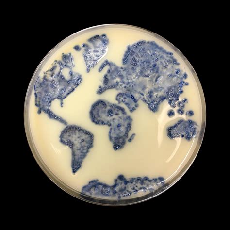 Pin by Esin on Petri Art | Fungi art, Agar, Bio art