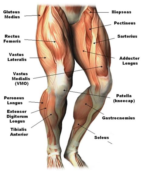 Human Anatomy Quadriceps Muscle Quadricep Muscle Anatomy – Human ...