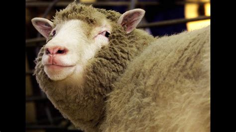 Scientists Create First Human-Sheep Hybrids - YouTube