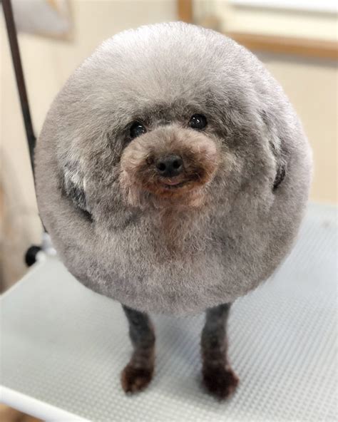 This Instagram Account Posts The World’s Roundest Animals (Not ...