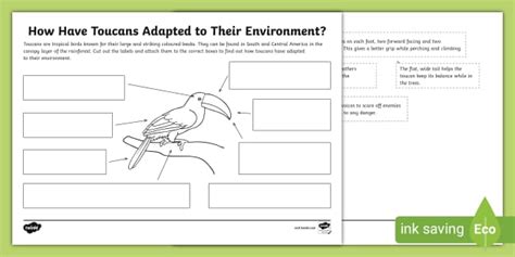 Toucan Adaptations (Teacher-Made) - Twinkl