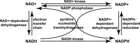 [DIAGRAM] Methanol And Nad Reaction Diagram - MYDIAGRAM.ONLINE