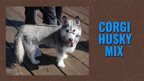 Corgi Husky Mix - Complete Horgi & Siberian Husky Guide - Petmoo