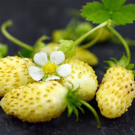 Yellow Wonder™ Alpine Strawberry - 8 Plants - Fragaria - Everbearing | eBay