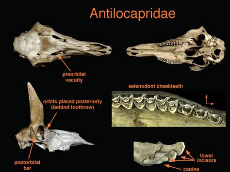 ADW: antilocapridae.jpg